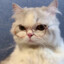 leone_one_pig
