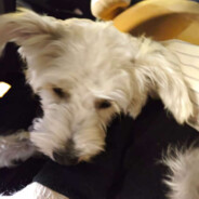 每天吃一个巨无霸汉堡