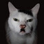in memory  of Zwee Zoo I Kitler