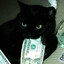 Pimp Cat