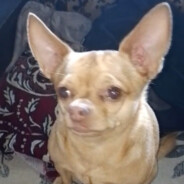 КВАШЕНЕ КОПИТО