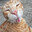 Miaou