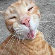 Miaou