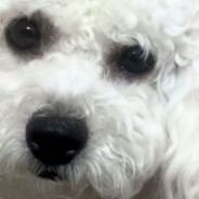 AAA专业小狗鼻子补漆