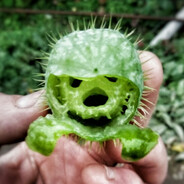 Squirting Cucumber 1337