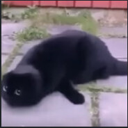 Meow