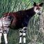 ein_okapi