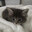 Котик
