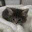 Котик