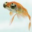 Goldfischbrain