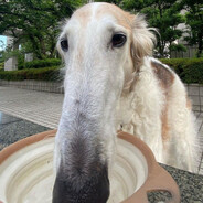 John Dog