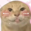 猫猫爱哈气