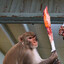 fat chimpanzee with a machete