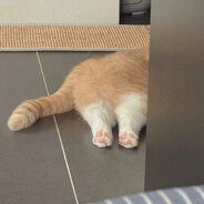 第5种辣是泰裤辣