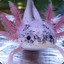 sharxolotl