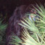 Florida Skunk Ape