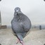 ThePidgeon