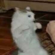 我小猫咪也绝非善类