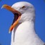 RagingSeagull