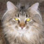Meowgi