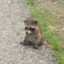 Raccoon Jr