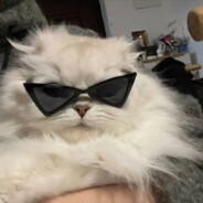 爱吃排骨的玉米