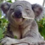 koala.fumet4_