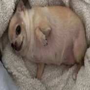 fat anime girl