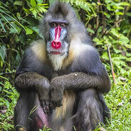 Lizardo the Mandrill