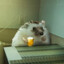 Hedgehog