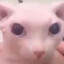 Bingus