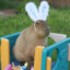 capybara