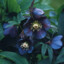 Hellebore