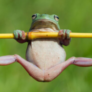 Страусинный хуй