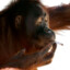 Orangutan Meth Dealer