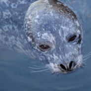 ✪ EntrySztanga Kejo ✪