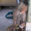 BeerCigChimp