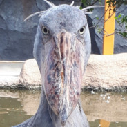 ハシビロコウ