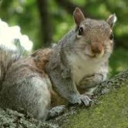 bONoBo Monkeys From PERU