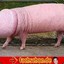 PIG DICK | IMightyJun