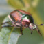 Anisthoptera