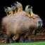 CapybaraTheCarrier