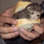 Dwich au chaton