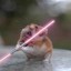 Sith Hamster