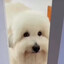 dawg