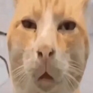SushiMooshi