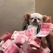 我是一只小青蛙