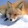 Foxes for life's Avatar