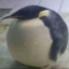 pingu