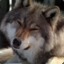 *wolf*
